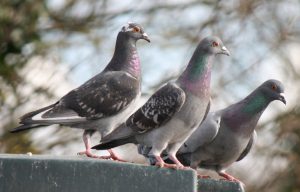 pigeon & bird removal