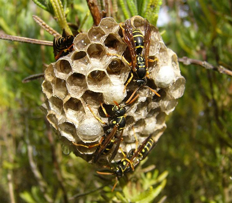 Wasp Removal