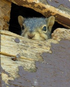 squirrel removal from attic