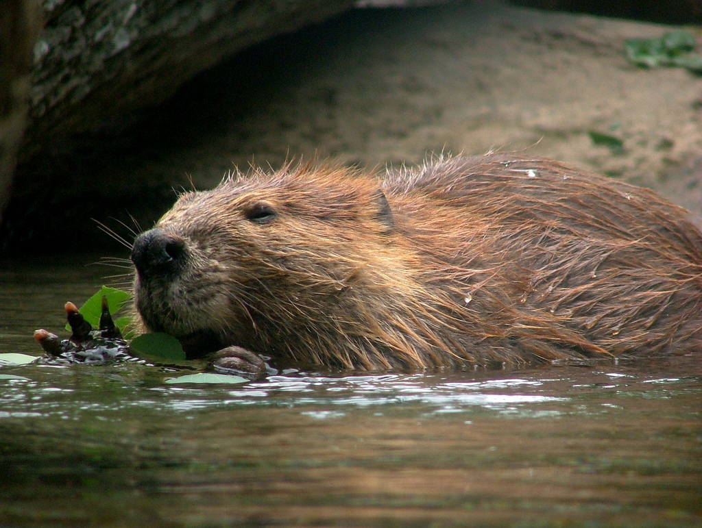 beaver removal service