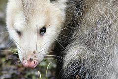 possum removal